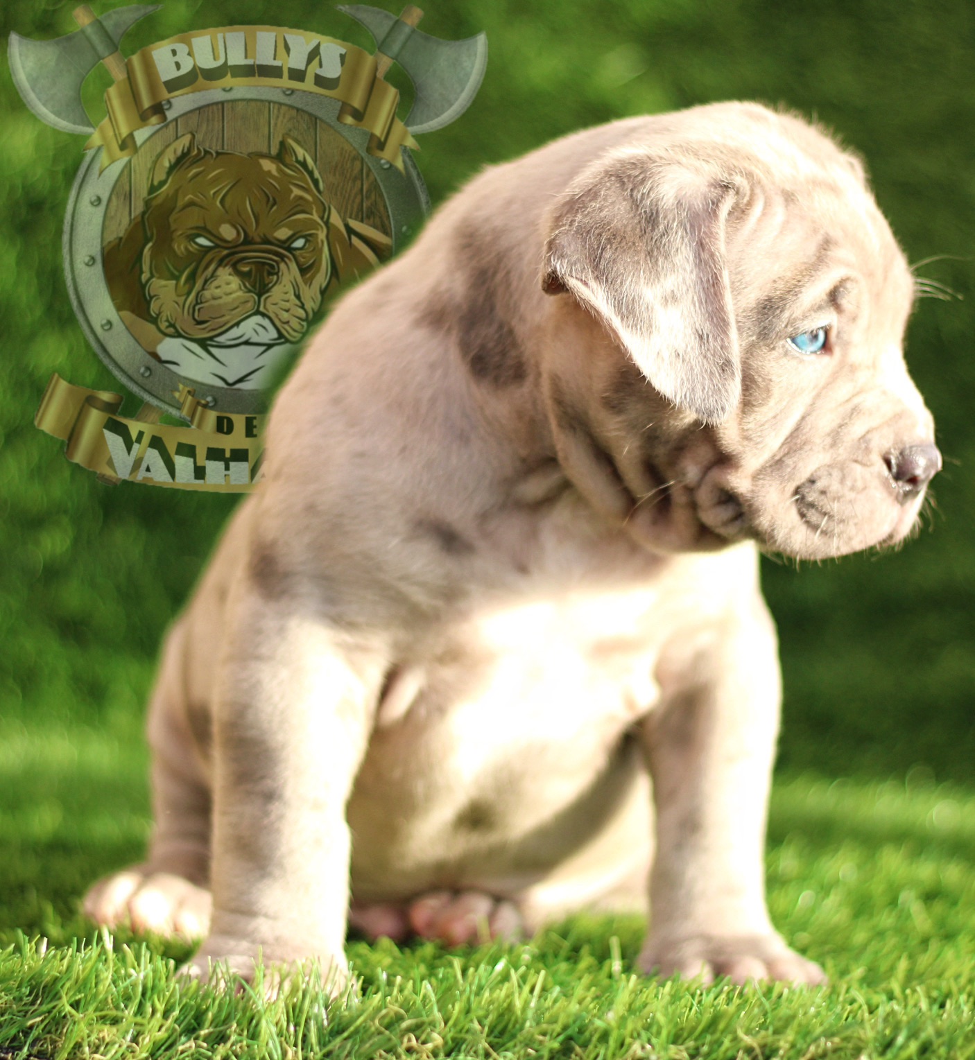 BULLYS DEL VALHALLA KENNELS