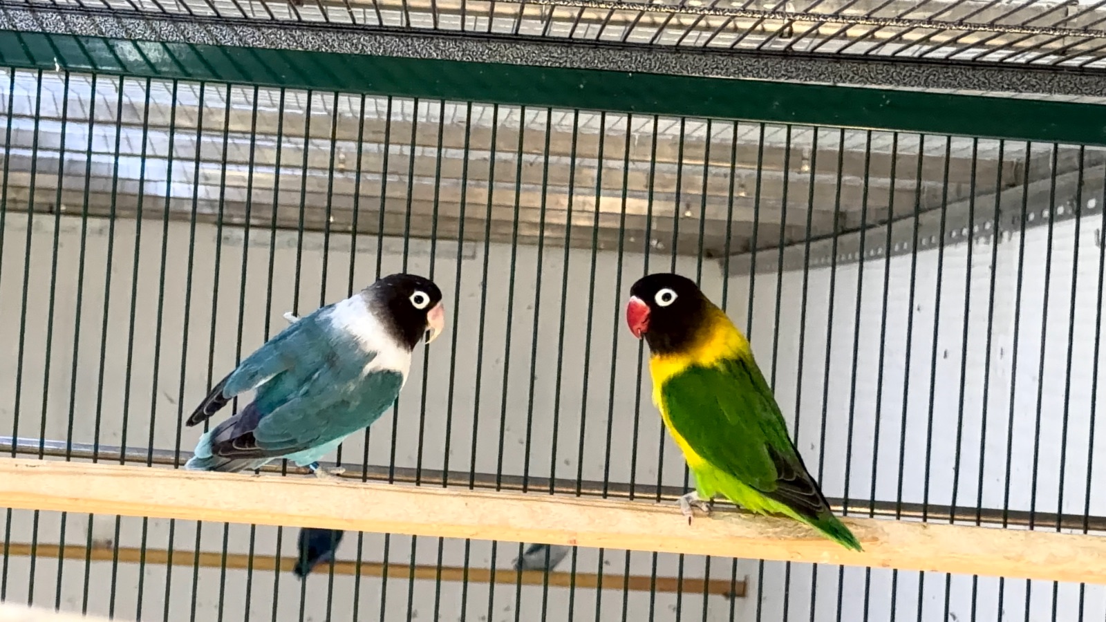 Agapornis personatas
