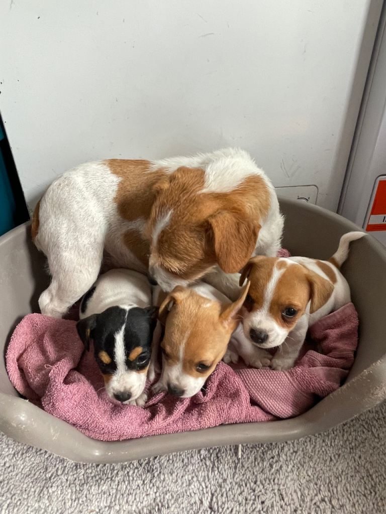 ......Tengo 3 preciosos cachorros Jack Russell listos para sus nuevos hogares.