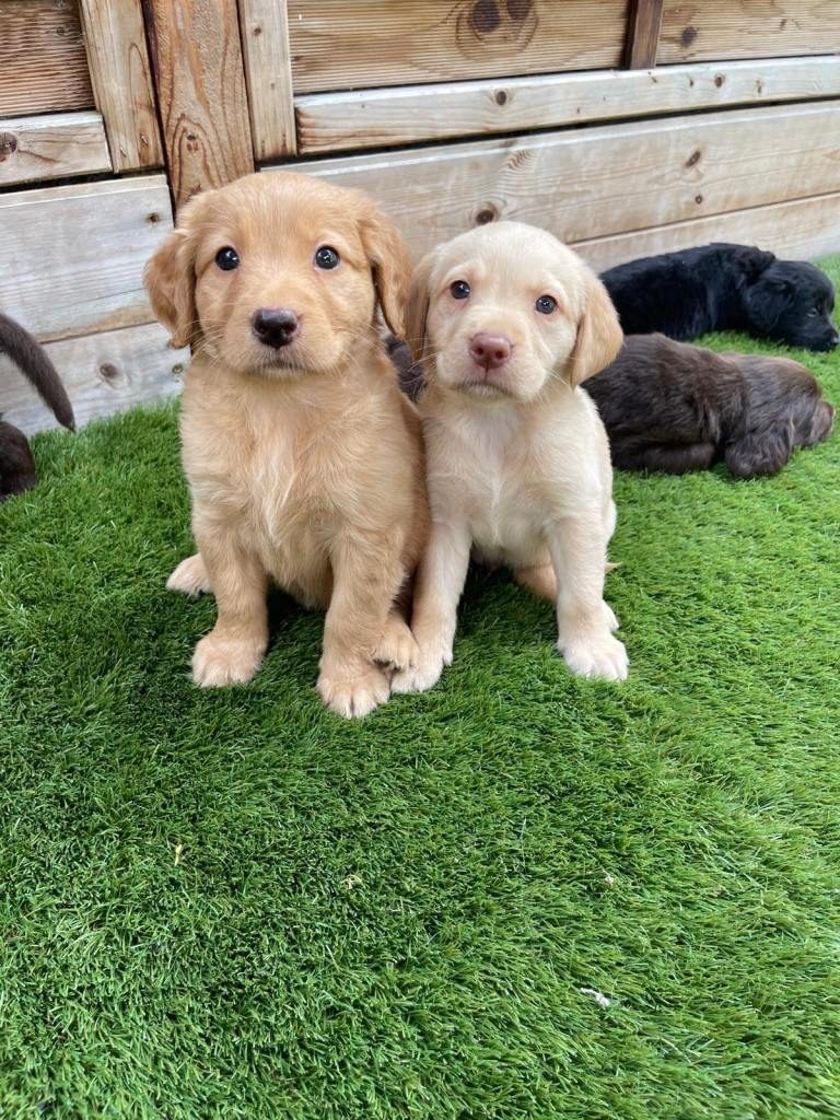 ..Nuestra hermosa Labradora chocolate ha dado a luz a 10 cachorros robustos.