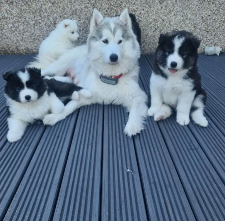 Preciosos cachorros Samoyedo