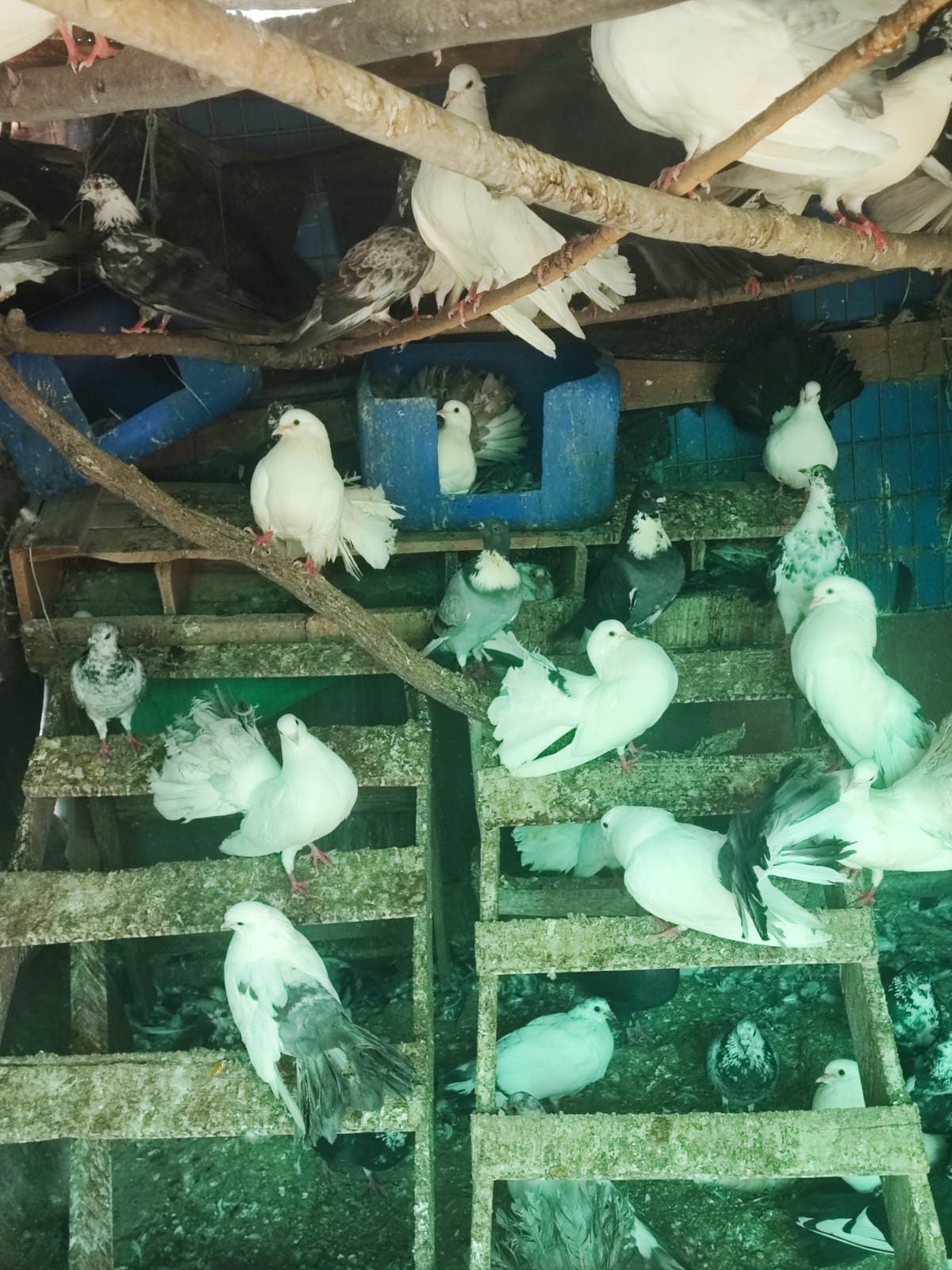 Se venden Palomas colipavo / ornamentales