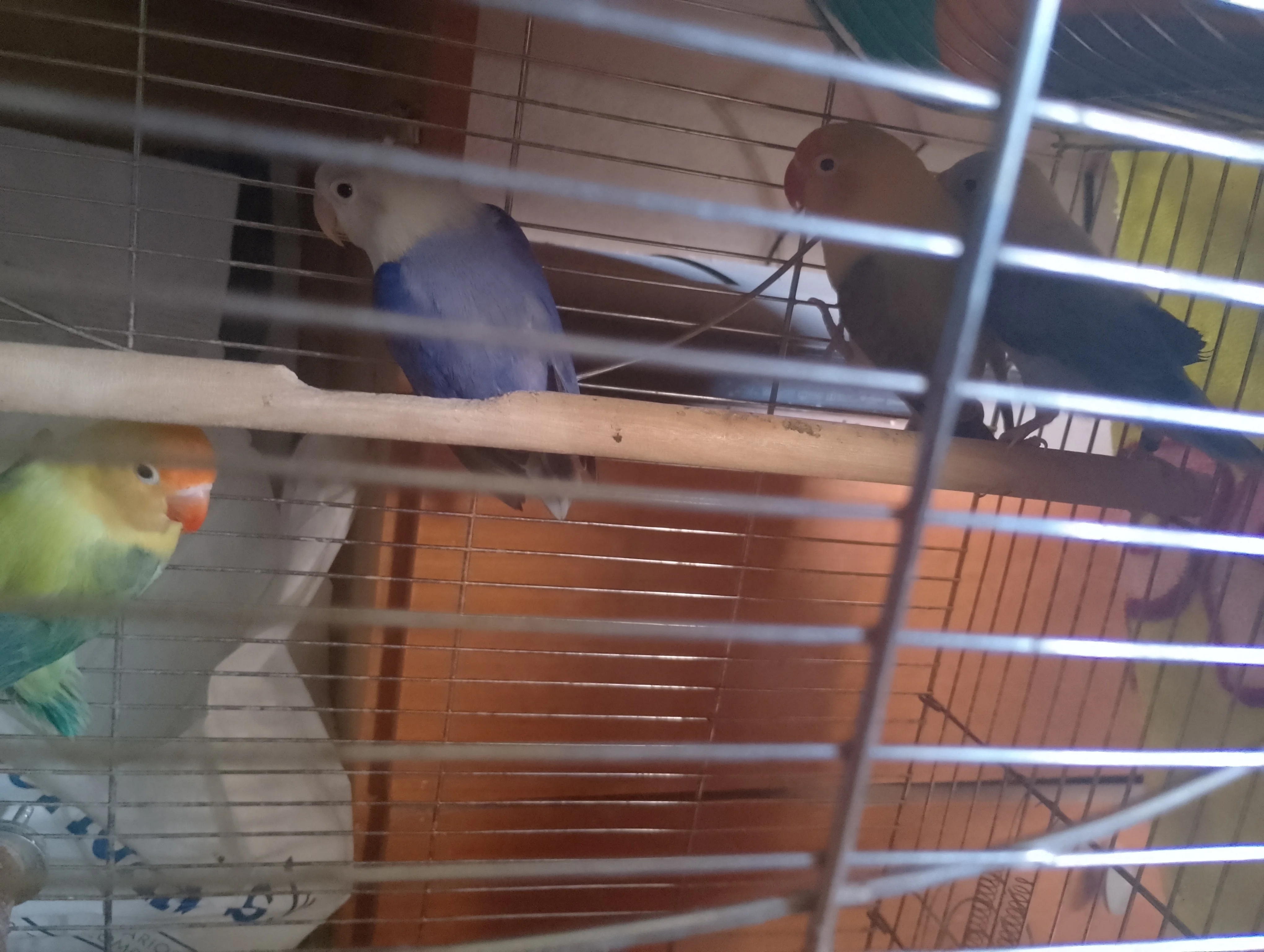 Se ceden agapornis fihers en Tarancón