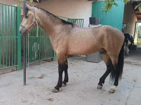 Potro Bayo