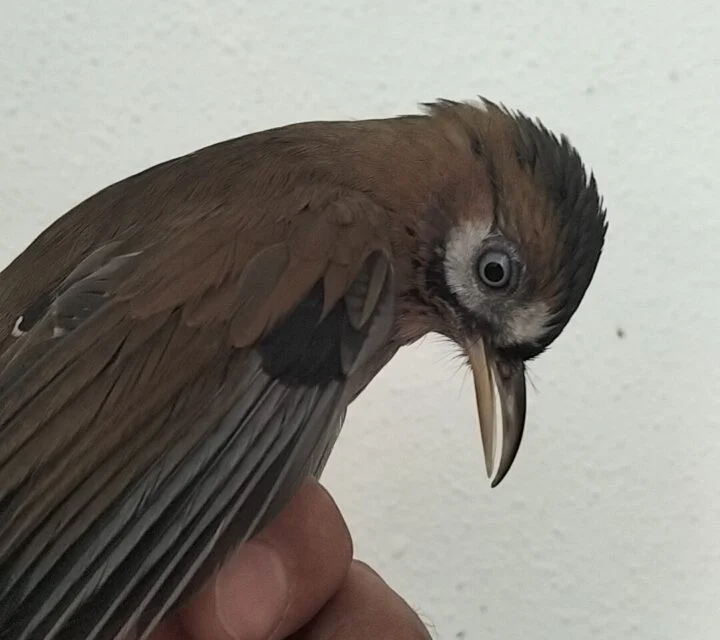 Garrulax cinacereus