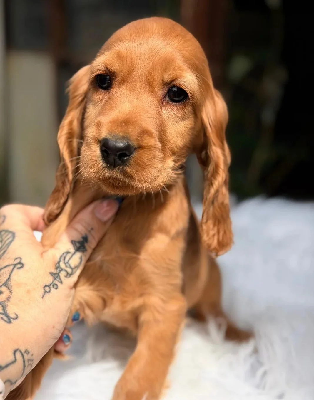 COCKER SPANIEL INGLES DORADO