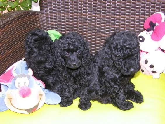 Cachorros de caniche enano y toy rojo, apricot, negro o phantom.
