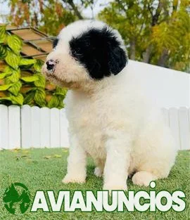 PERRO DE AGUA