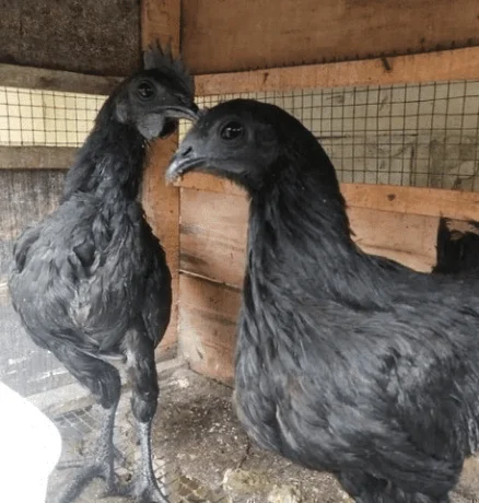 Ayam Cemani