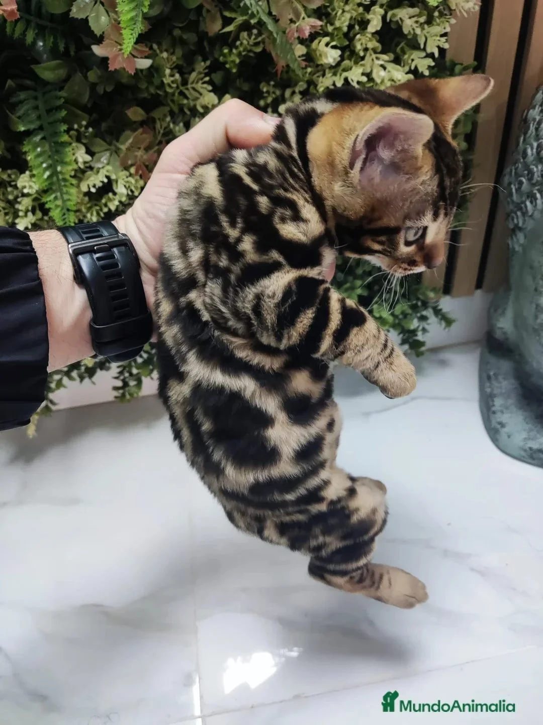 Bengalí hembra preciosa disponible