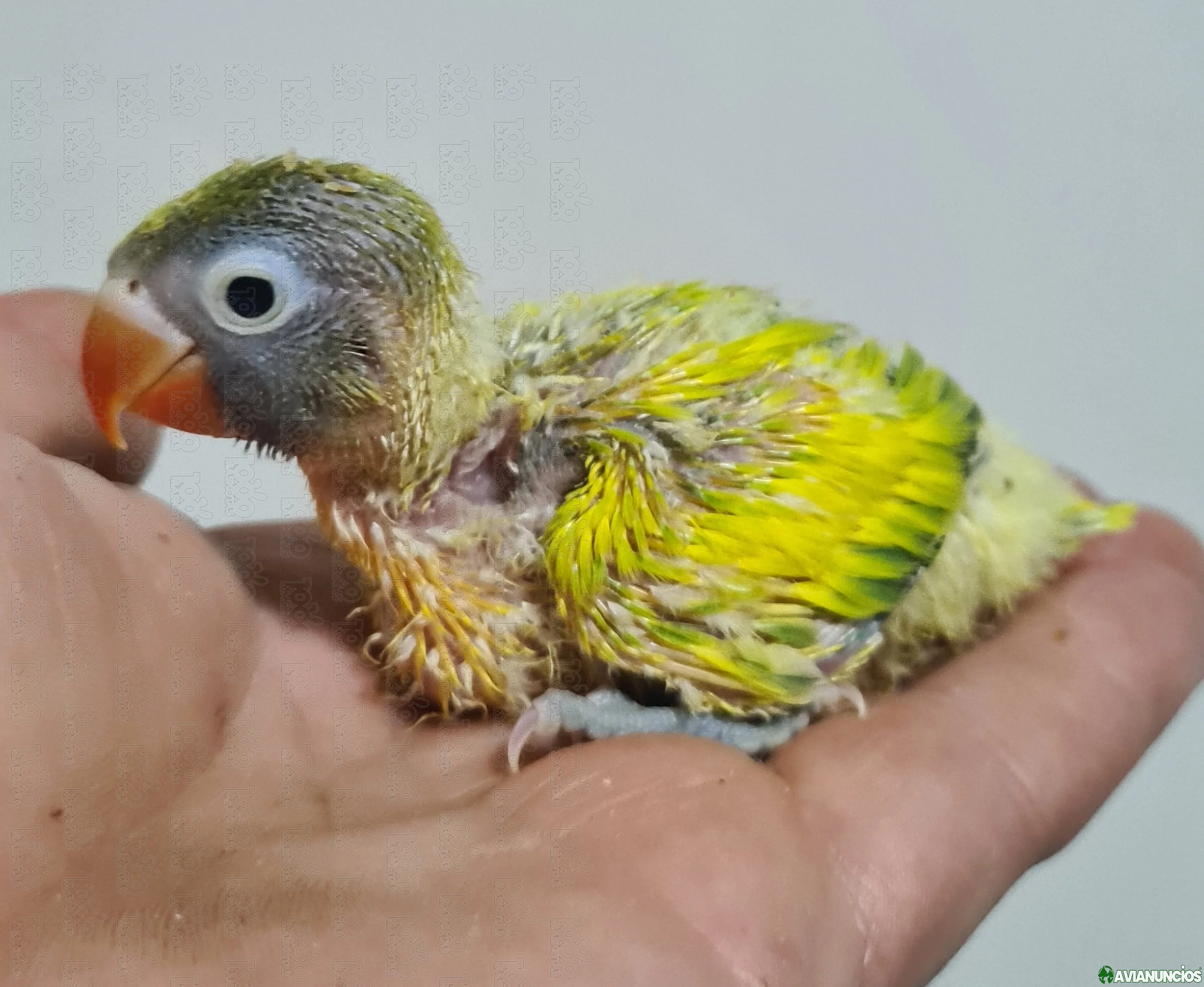Agapornis papilleros