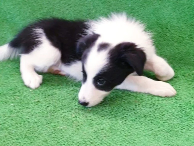 Border Collies