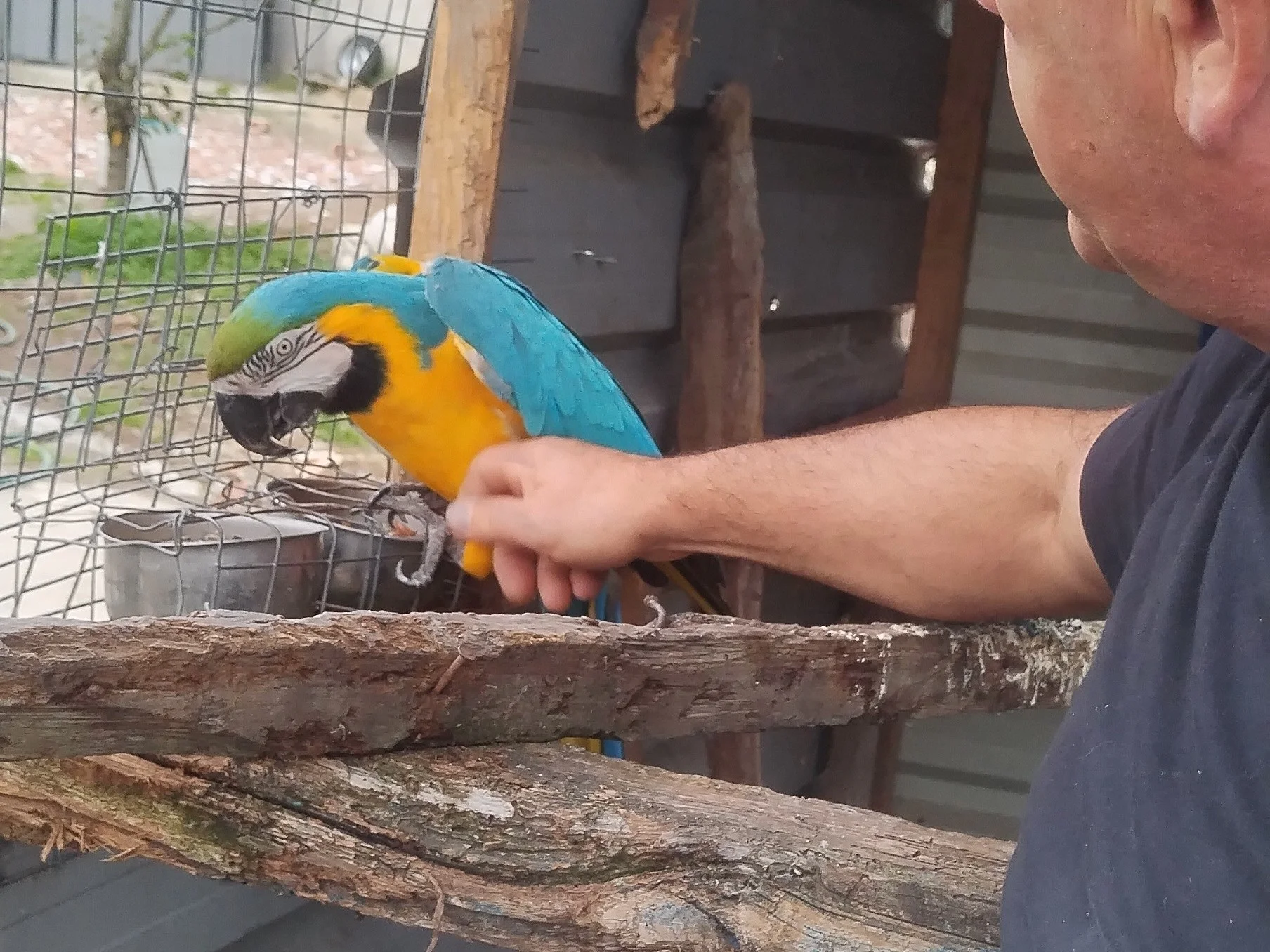 Pareja de guacas reproductora