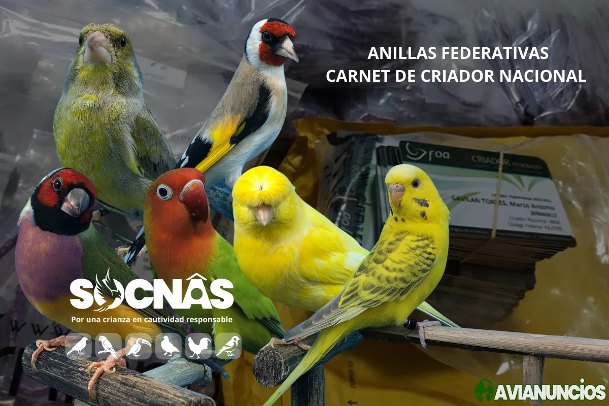 Anillas federadas para pájaros y aves