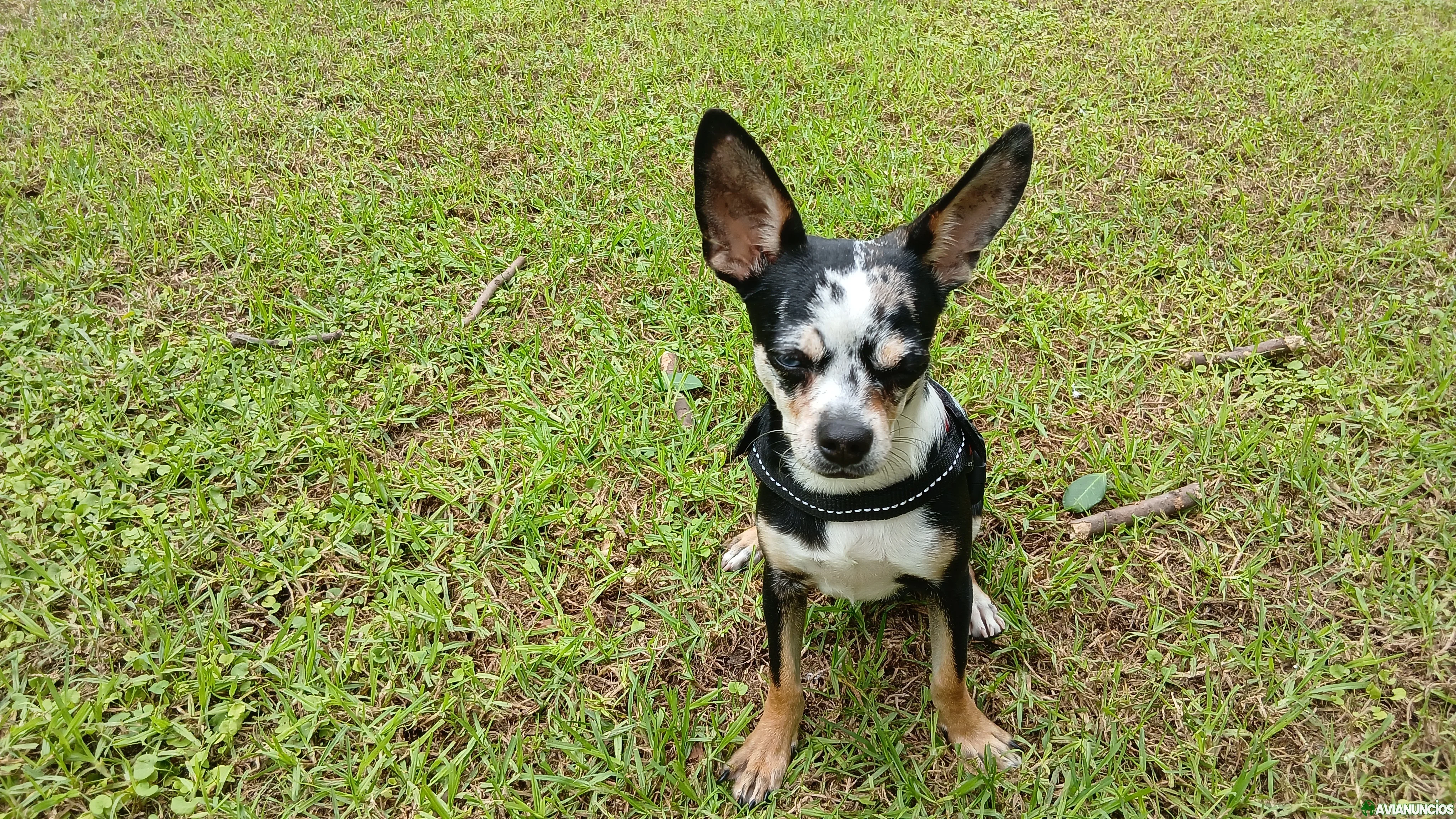 Perro macho Merle ofrezco para montas