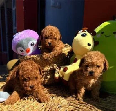 CANICHE TOY CALIDAD
