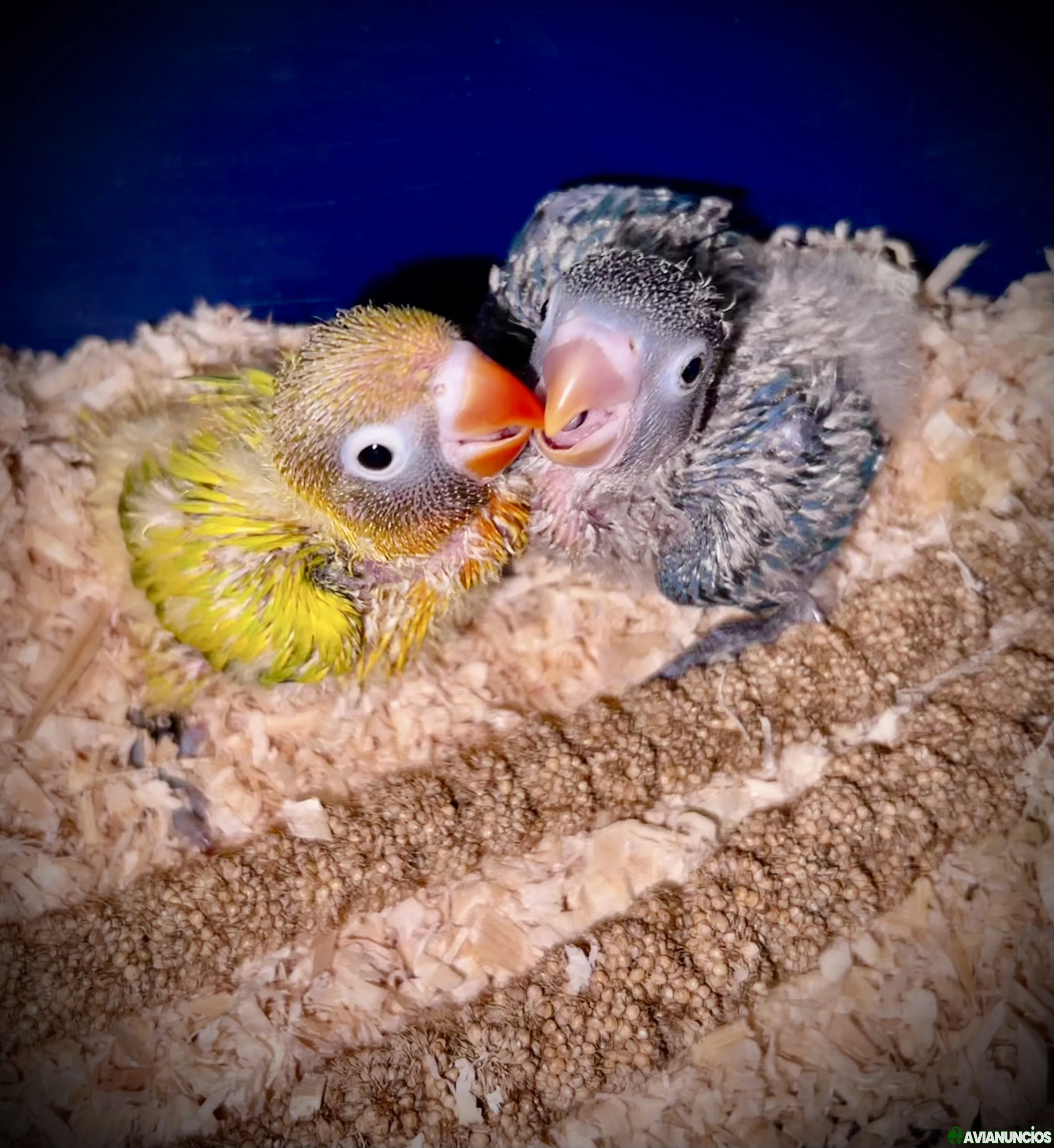 Agapornis papilleros!