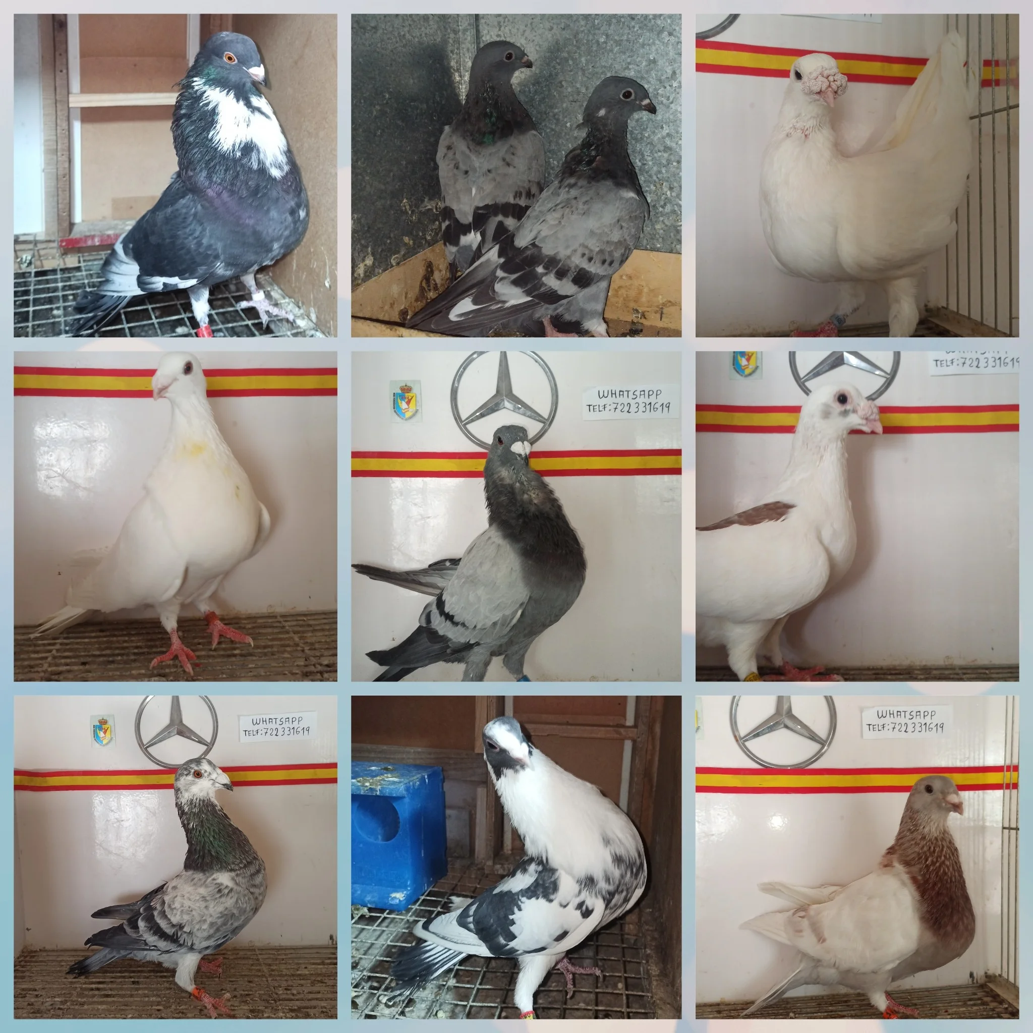 Palomas de raza