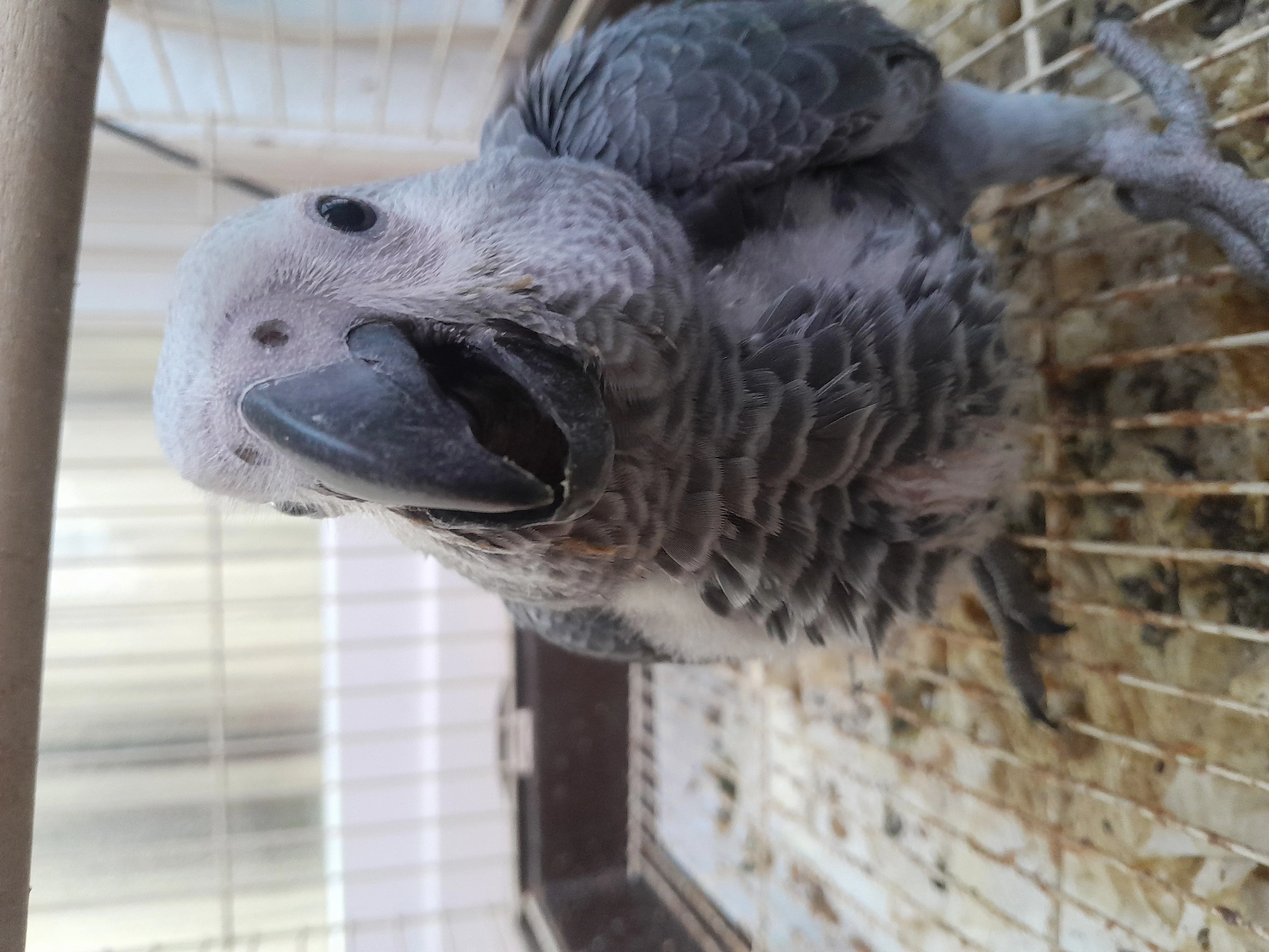 Loro yaco papillero