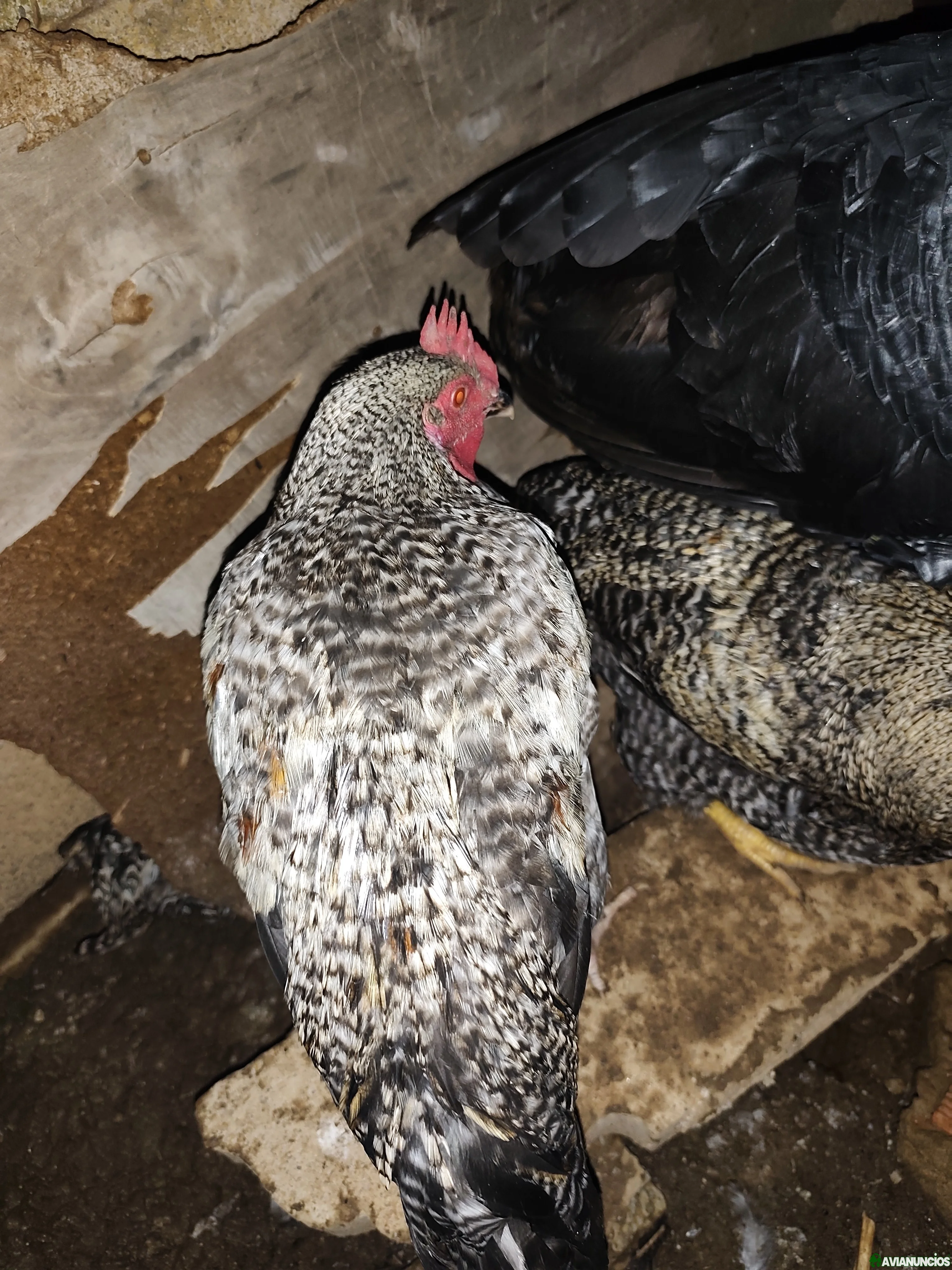 Se ceden pollos