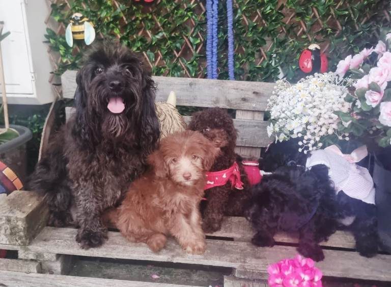 Adorables cachorros Cockapoo F1b