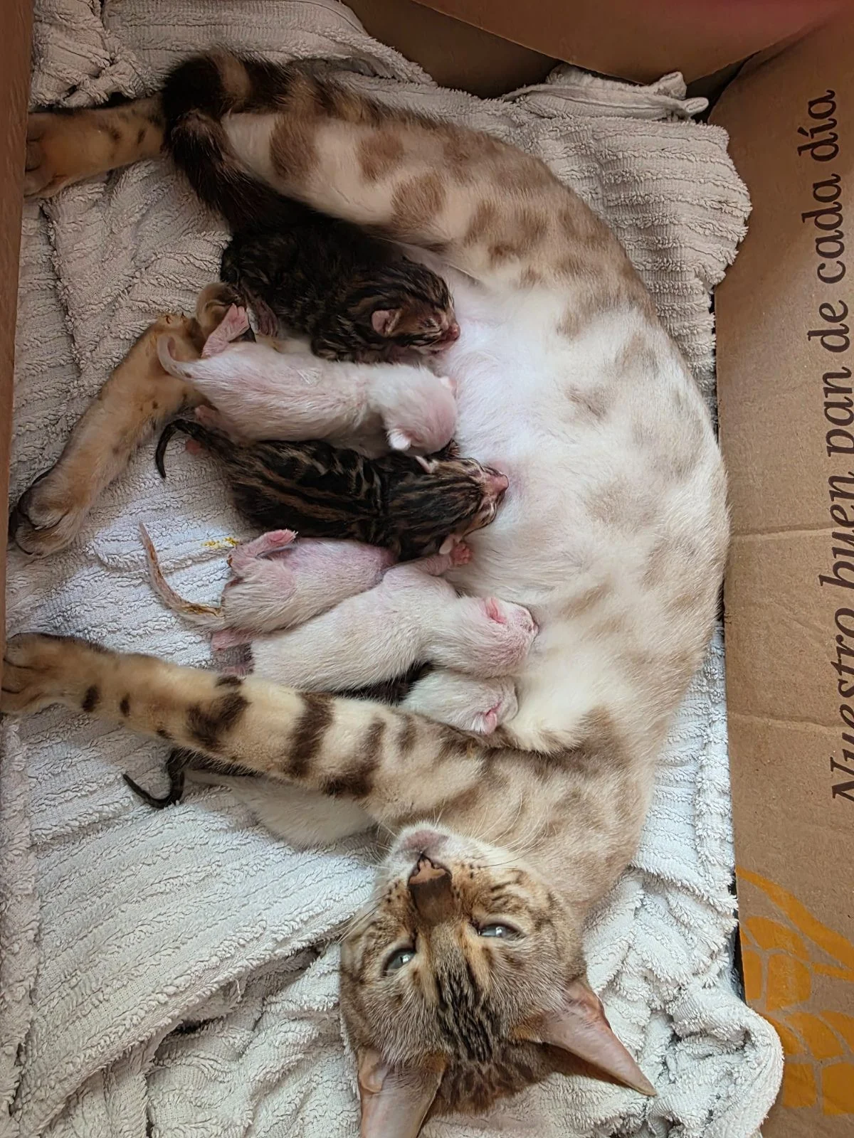 Gatos Bengalis