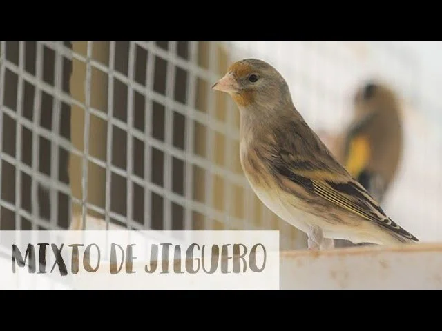 Se ceden mixtas de canario-jilguero para nodrizas