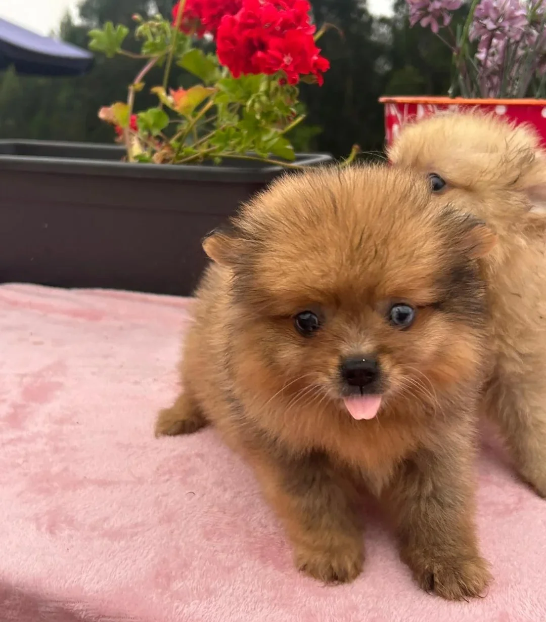 Precioso cachorrito de pomerania