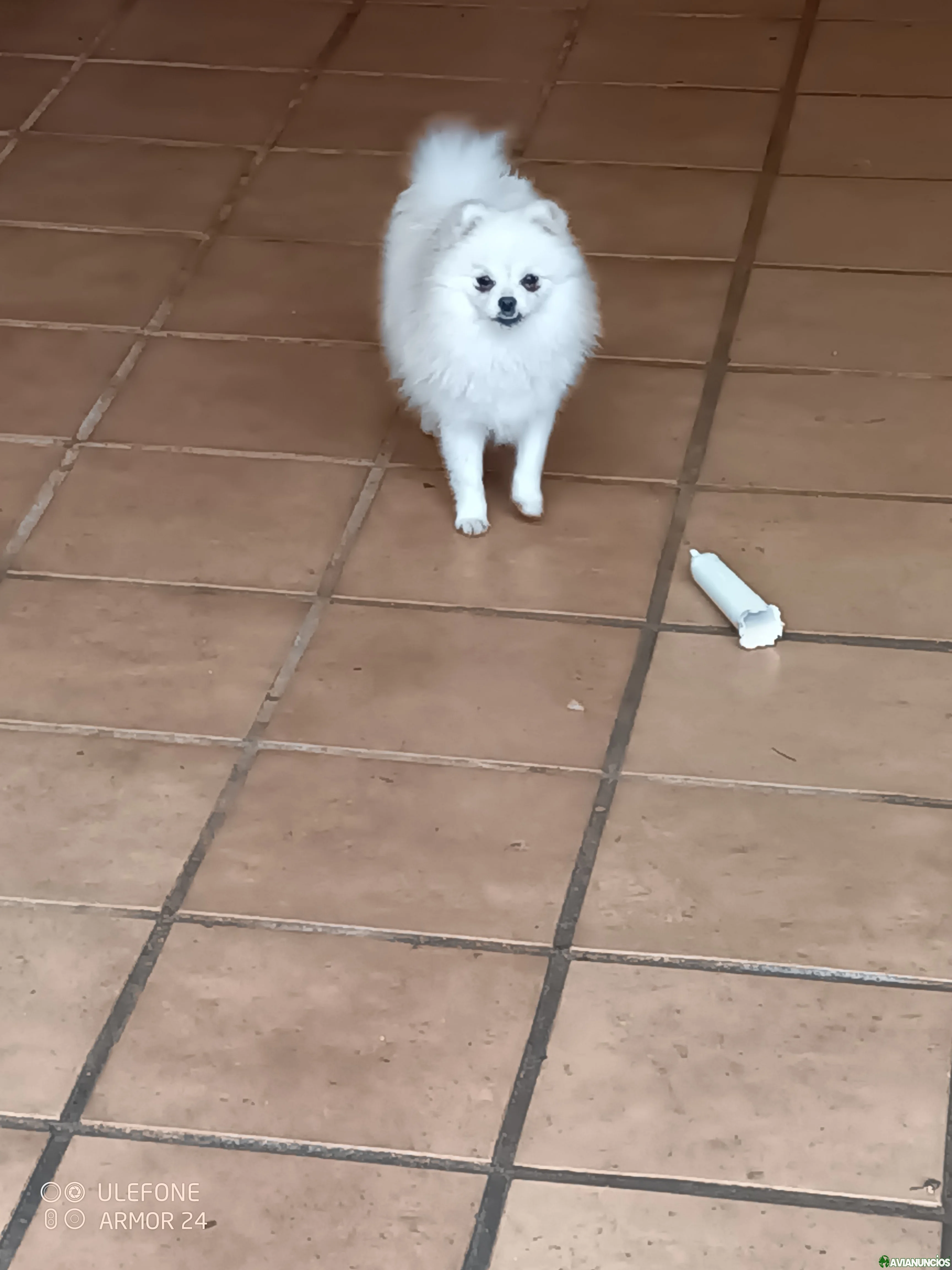 Cachorrita super cariñosa
