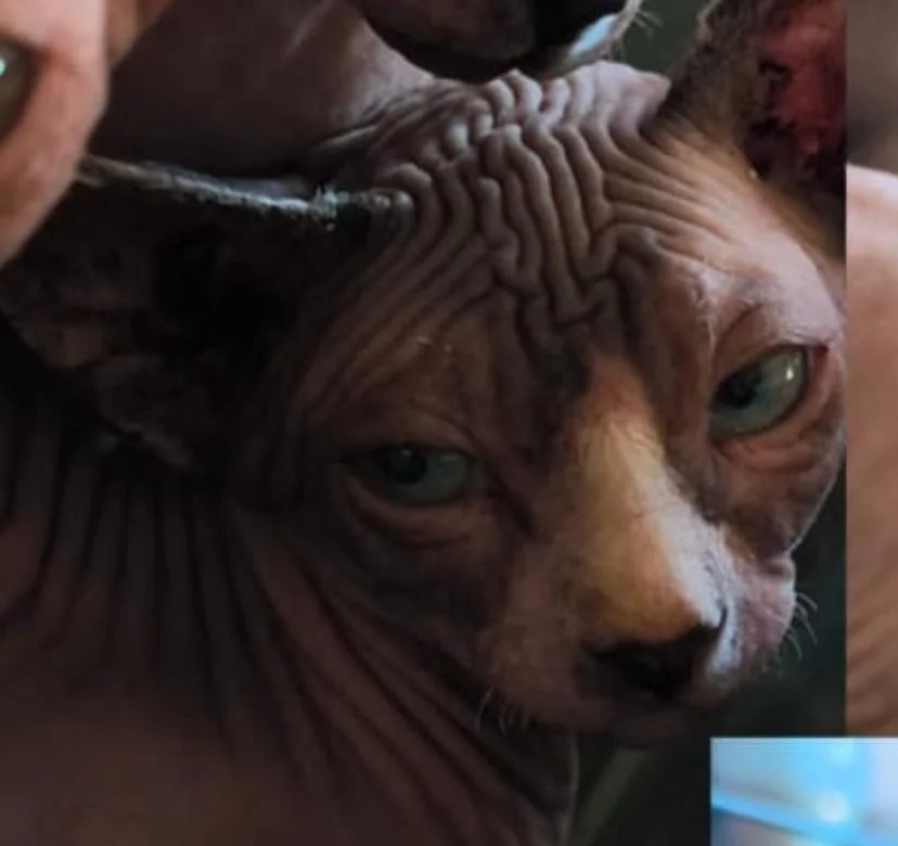 Sphynx en Asturias