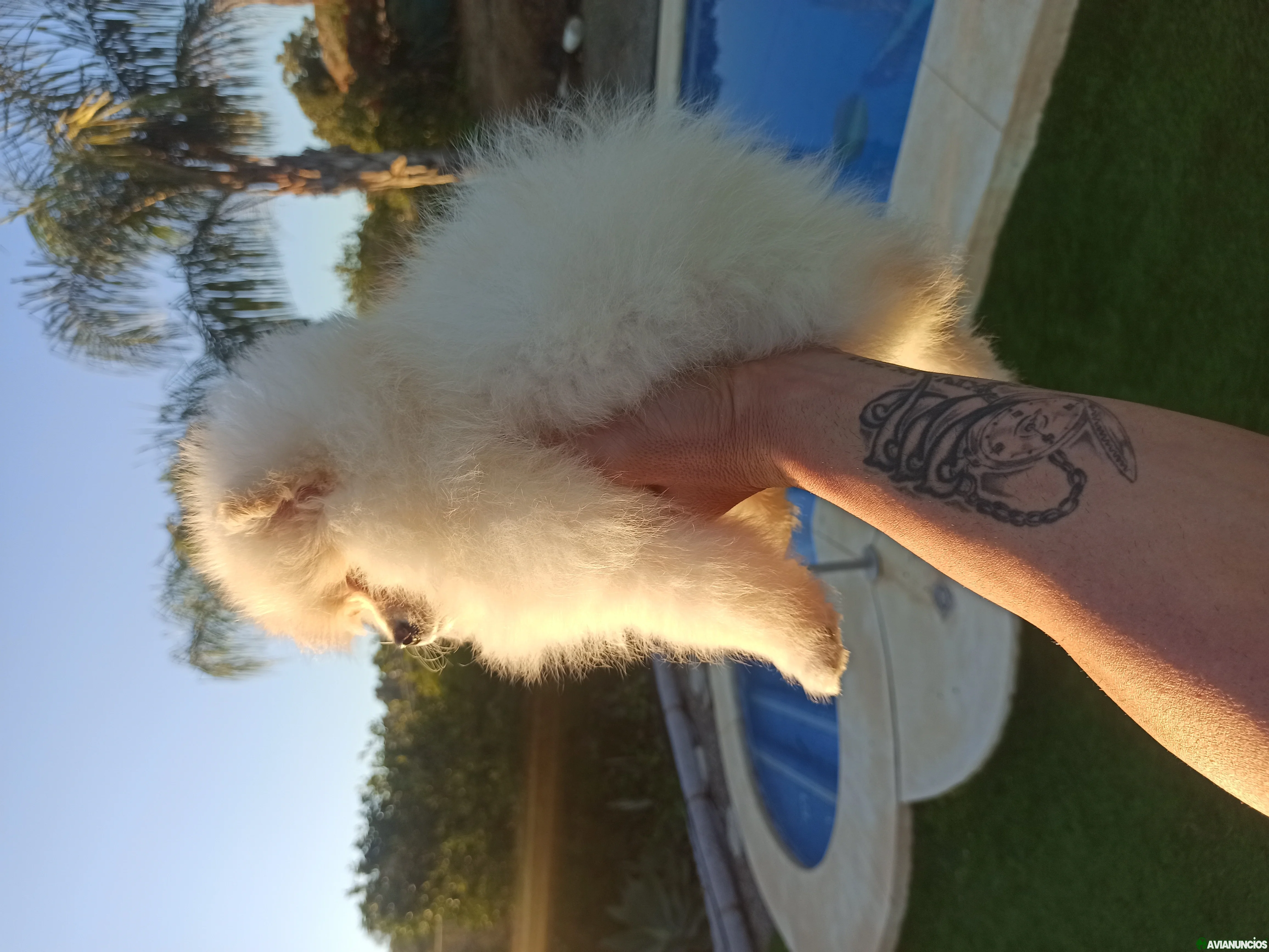 Pomerania  machito en Málaga