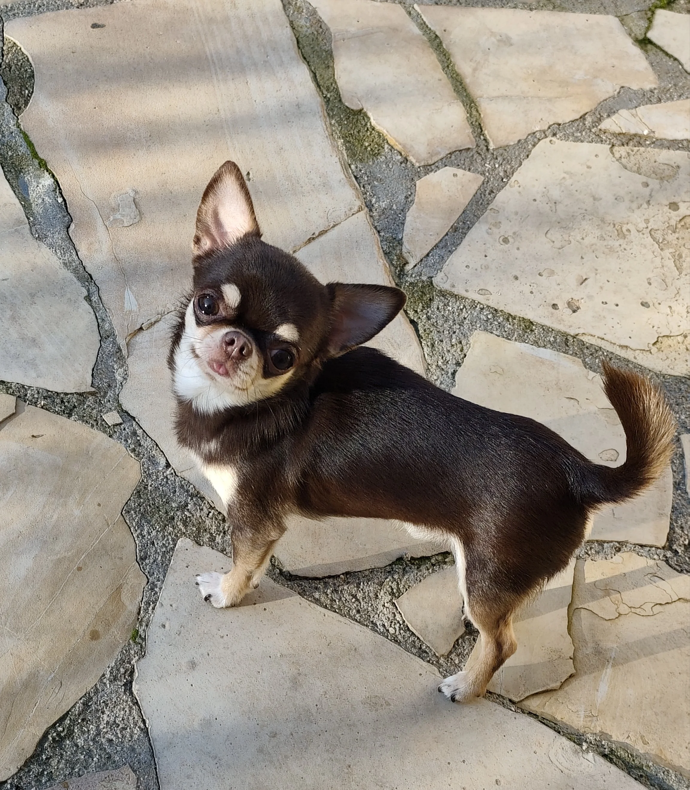 Chihuahua Monta
