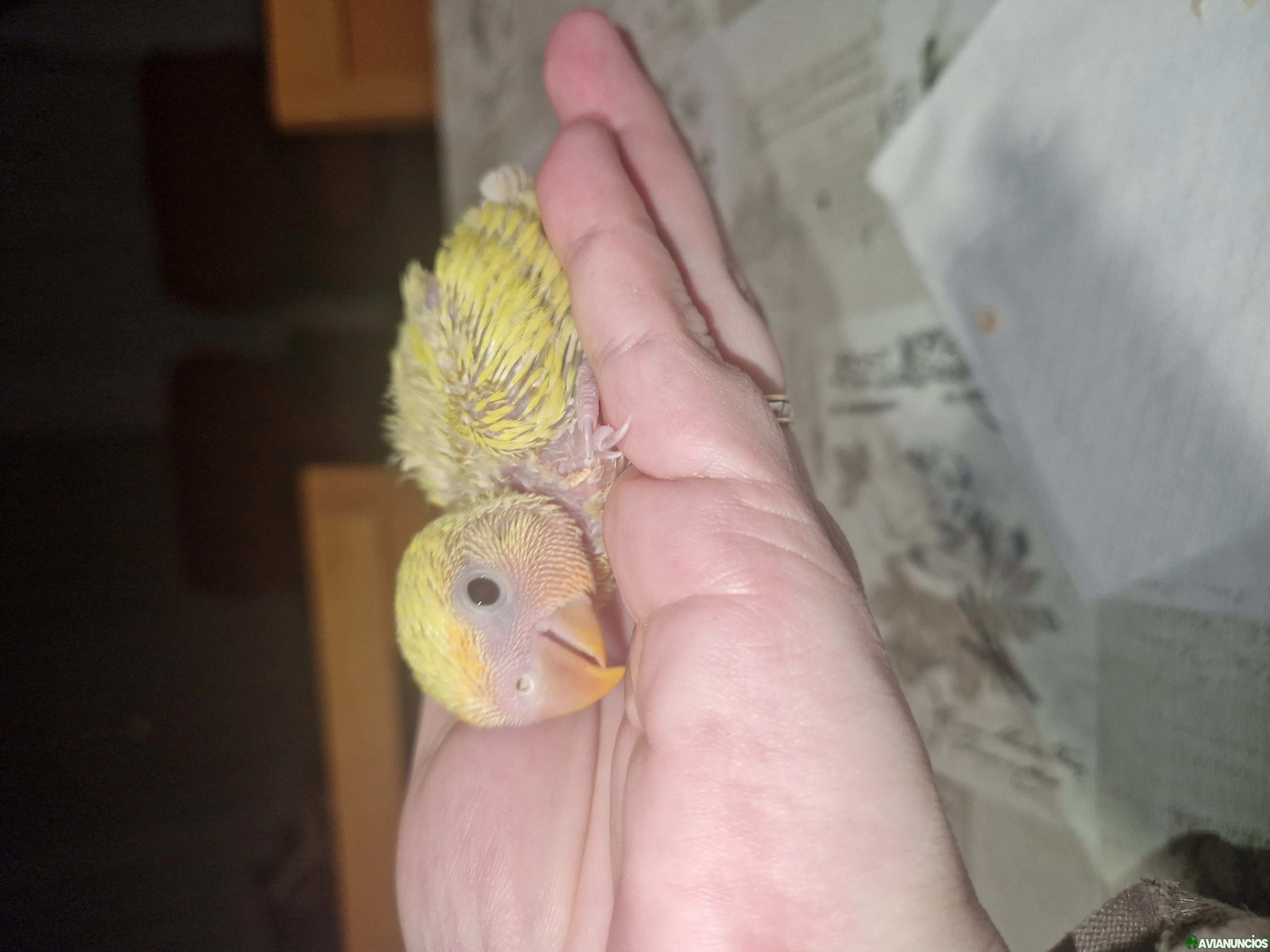 Agapornis papilleros