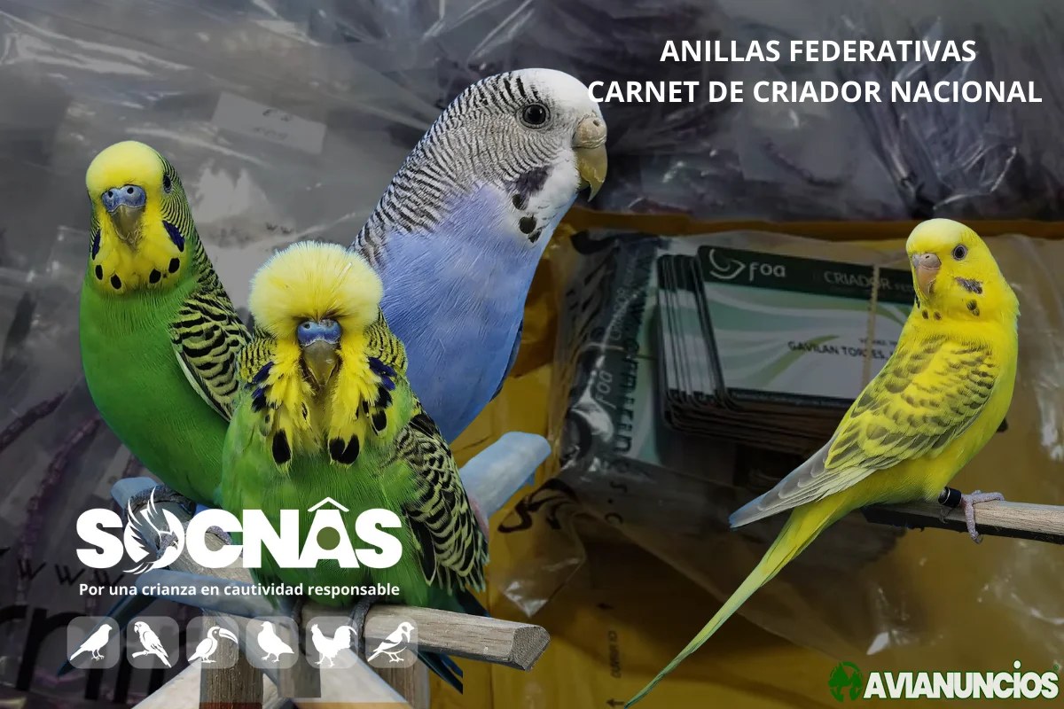 Periquitos Anillas Federadas