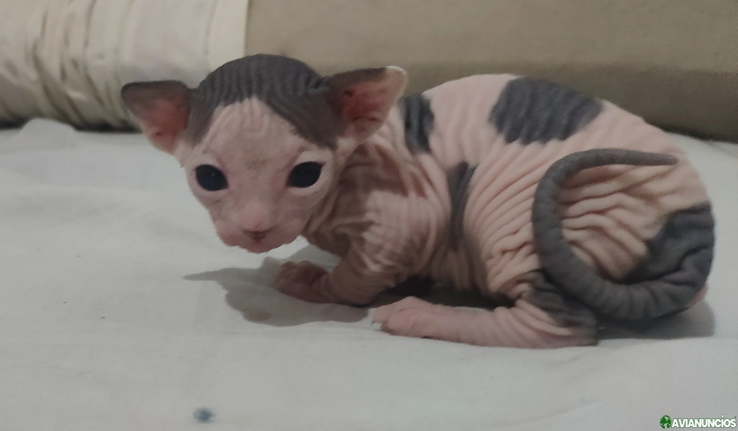 Encesion gatita