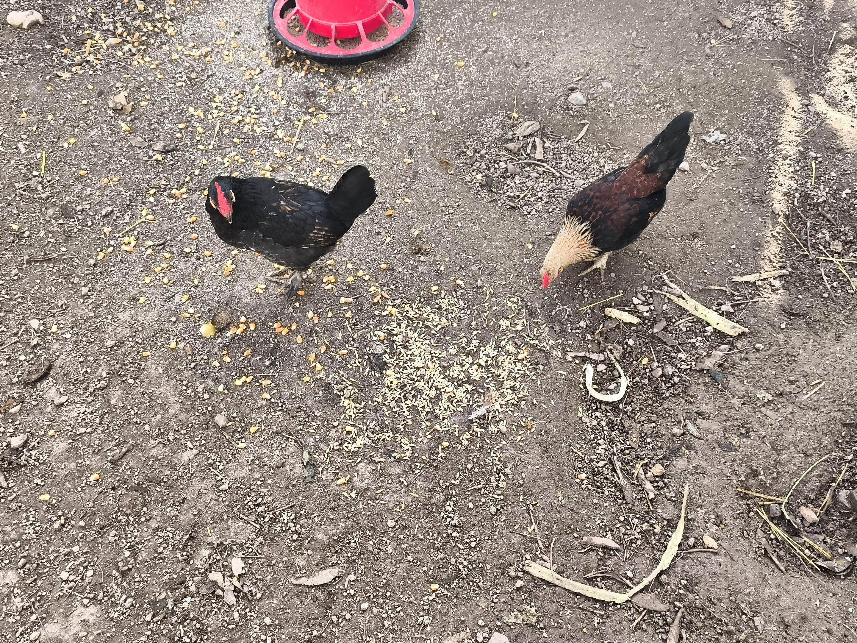 Cedo Gallos kikas