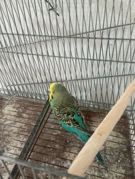 periquito cara dorada pseudo en valencia