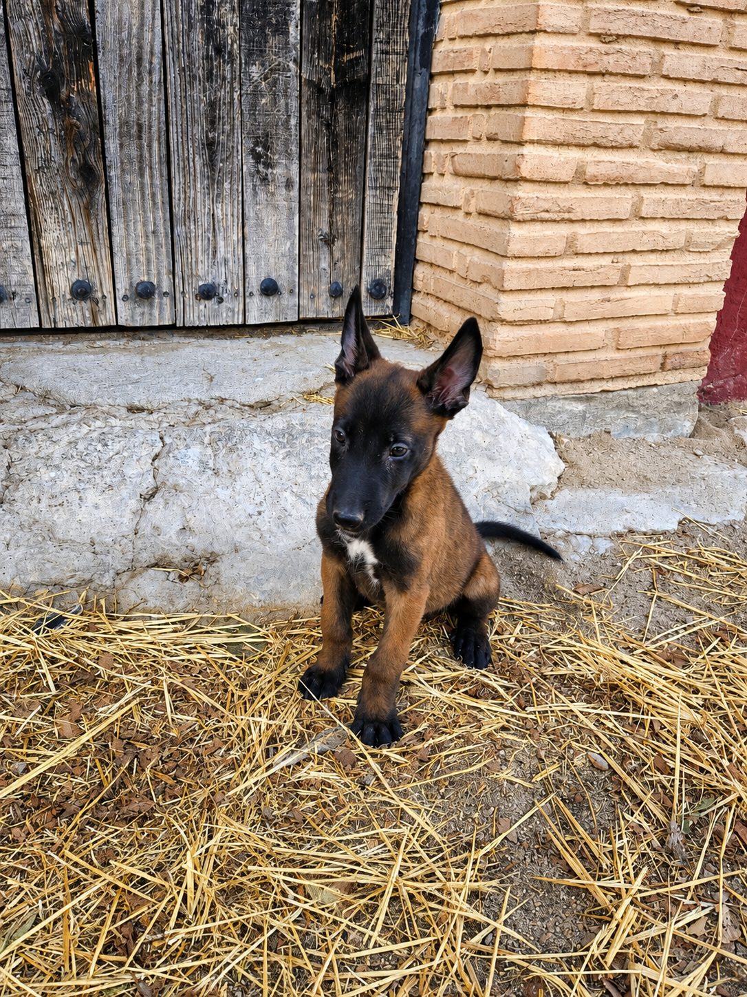 Cachorros pastor belga malinois