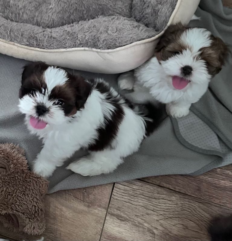 Cachorros Shih Tzu listos para entregar