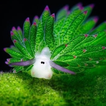 Juan José Martín Merino