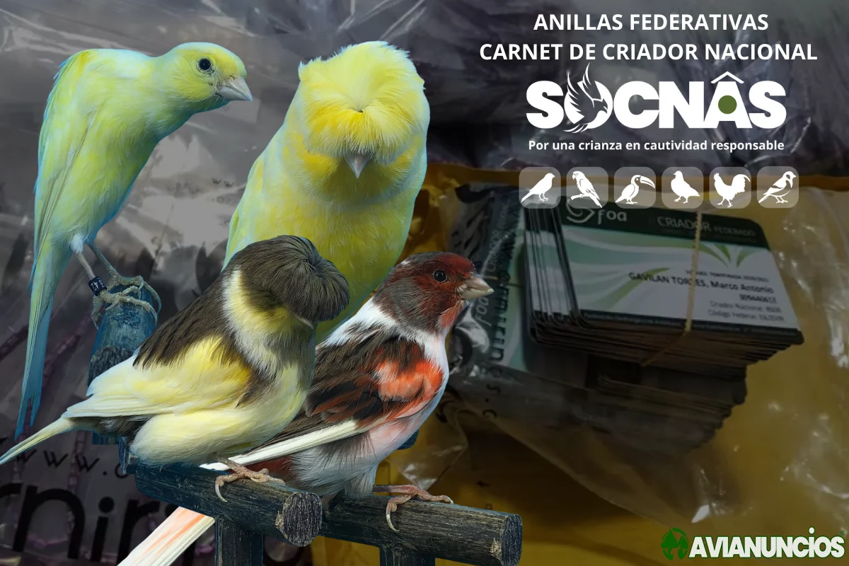 Canarios de Postura Anillas Federadas