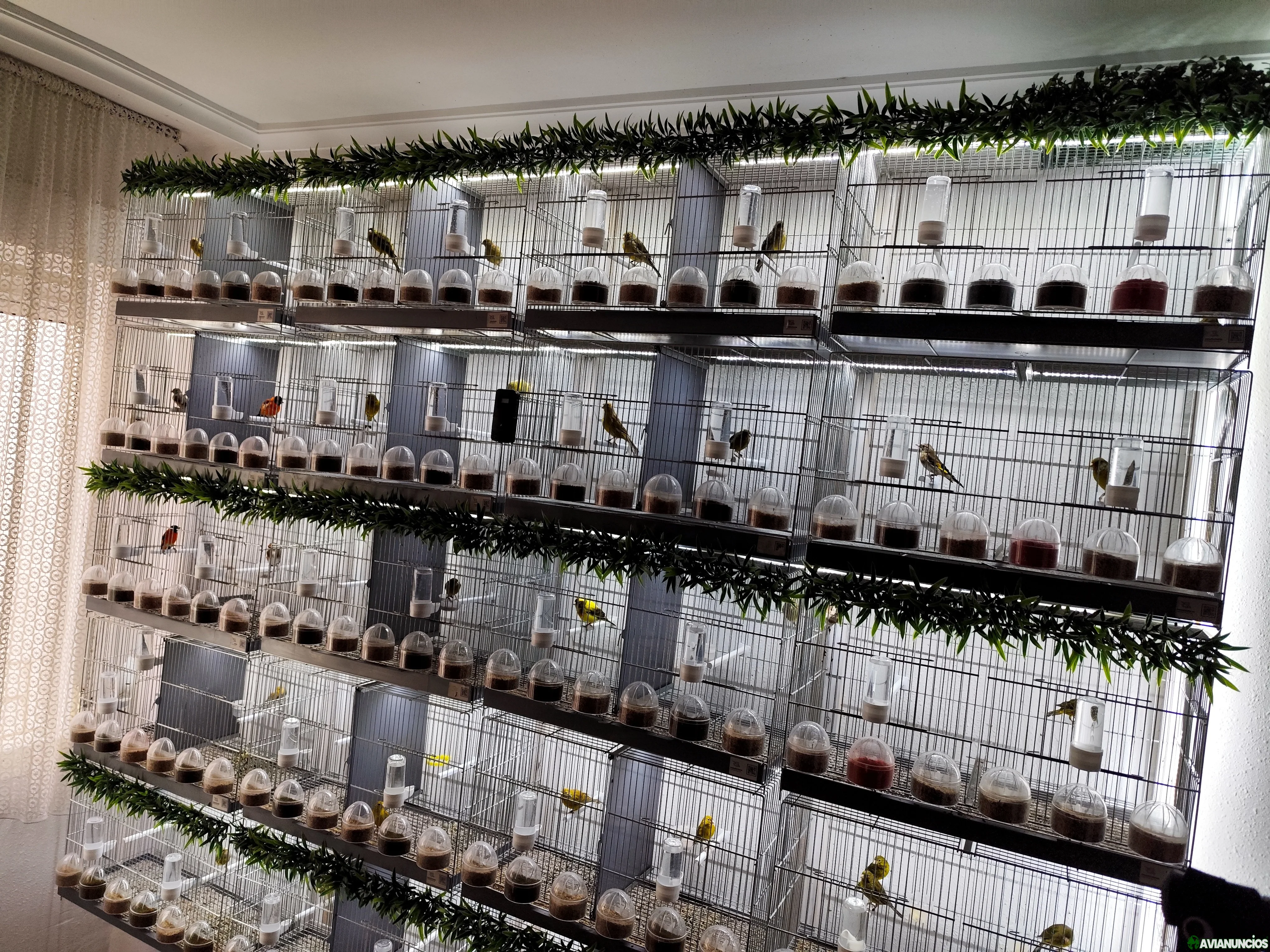 SE VENDE AVIARIO COMPLETO